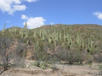 Lush saguaros